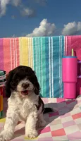 Standard Cockapoo-TEXAS, a male Cockapoo for sale in Lolita, TX – 2 of 3