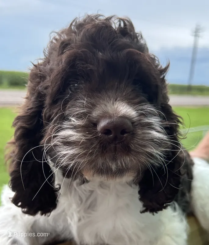 Standard Cockapoo-TEXAS – Cockapoo puppy for sale in Lolita, TX