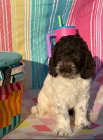 Standard Cockapoo-TEXAS, a male Cockapoo for sale in Lolita, TX – 1 of 3