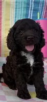 Dutton, a male Cockapoo for sale in Lolita, TX – 2 of 2