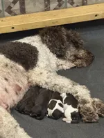 Dutton, a male Cockapoo for sale in Lolita, TX – 5 of 6