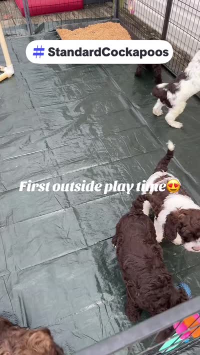 Dutton, a male Cockapoo for sale in Lolita, TX – 6 of 6