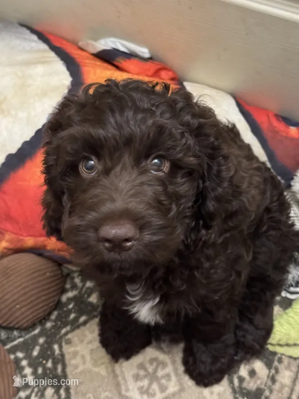 Dutton – Cockapoo puppy on hold in Lolita, TX