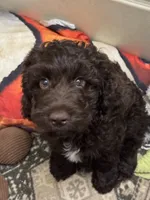 Dutton, a male Cockapoo for sale in Lolita, TX – 1 of 6