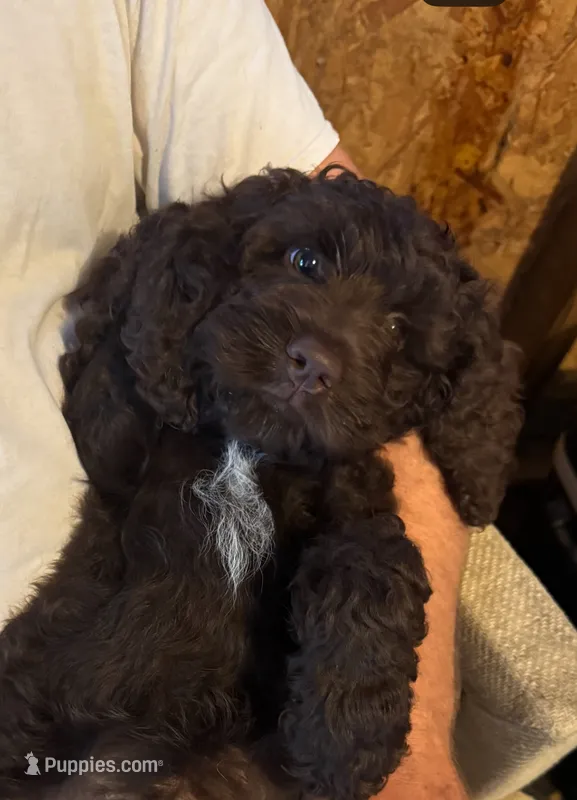 Dutton – Cockapoo puppy for sale in Lolita, TX