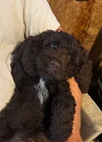 Dutton, a male Cockapoo for sale in Lolita, TX – 1 of 2
