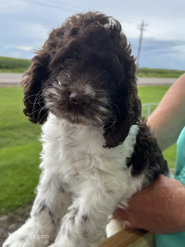 Standard Cockapoo-TEXAS – Cockapoo puppy for sale in Lolita, TX