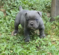 Blue steel, a male Olde English Bulldogge for sale in Roanoke, VA – 1 of 5