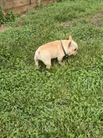 Tater, a female French Bulldog for sale in Roanoke, VA – 5 of 7
