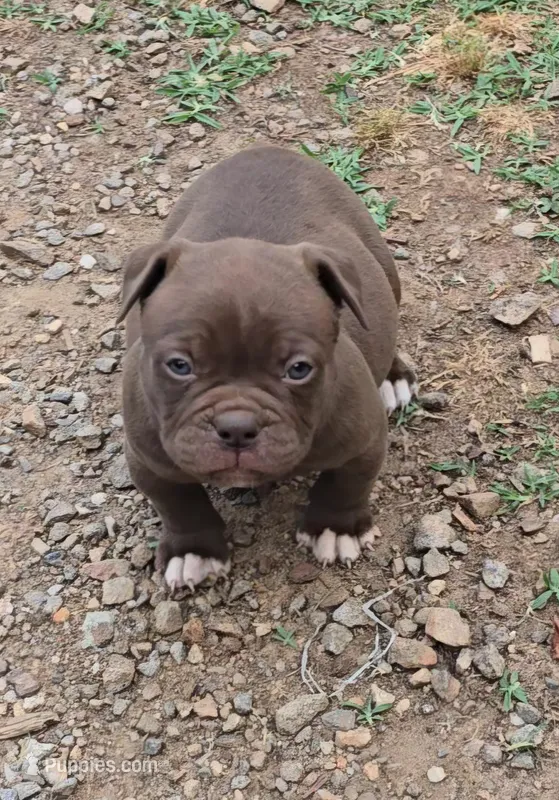 Mocha Mae  – Olde English Bulldogge puppy for sale in Roanoke, VA