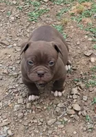 Mocha Mae , a female Olde English Bulldogge for sale in Roanoke, VA – 1 of 4