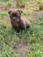 Mocha Mae , a female Olde English Bulldogge for sale in Roanoke, VA – 3 of 4