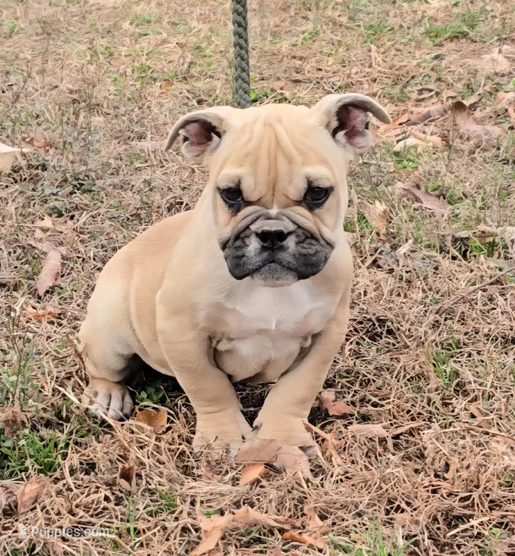 Chyna, a female Olde English Bulldogge for sale in Roanoke, VA – Photo 1 of 8