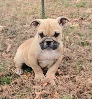 Chyna, a female Olde English Bulldogge for sale in Roanoke, VA – Photo 1 of 8