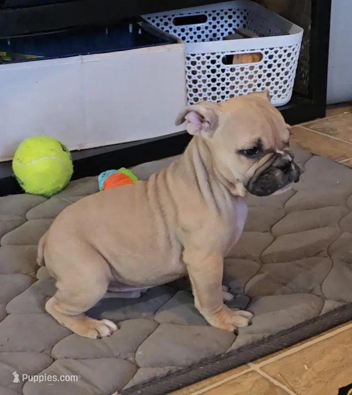 Chyna – Olde English Bulldogge puppy for sale in Roanoke, VA