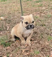 Chyna, a female Olde English Bulldogge for sale in Roanoke, VA – Photo 4 of 8