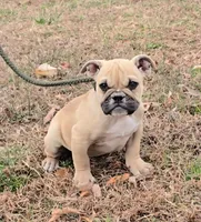 Chyna, a female Olde English Bulldogge for sale in Roanoke, VA – Photo 2 of 8