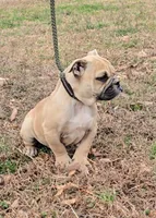 Chyna, a female Olde English Bulldogge for sale in Roanoke, VA – Photo 3 of 8