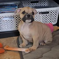 Chyna, a female Olde English Bulldogge for sale in Roanoke, VA – Photo 4 of 4