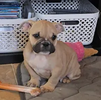 Chyna, a female Olde English Bulldogge for sale in Roanoke, VA – Photo 3 of 4