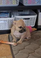 Chyna, a female Olde English Bulldogge for sale in Roanoke, VA – Photo 2 of 4