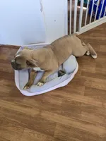 JT, a female Olde English Bulldogge for sale in Roanoke, VA – Photo 5 of 6