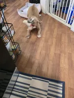 JT, a female Olde English Bulldogge for sale in Roanoke, VA – Photo 6 of 6