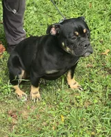 Sambuca , a female Olde English Bulldogge for sale in Roanoke, VA – 4 of 4