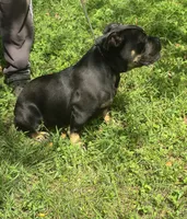 Sambuca , a female Olde English Bulldogge for sale in Roanoke, VA – 3 of 4