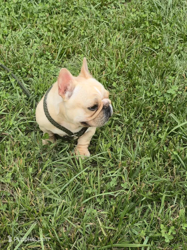 Tater – French Bulldog puppy for sale in Roanoke, VA