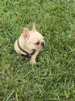 Tater, a female French Bulldog for sale in Roanoke, VA – 1 of 7