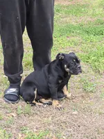 Sambuca , a female Olde English Bulldogge for sale in Roanoke, VA – 4 of 4