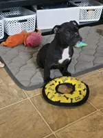 Shady, a female Olde English Bulldogge for sale in Roanoke, VA – Photo 3 of 5