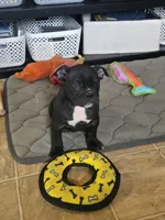 Shady, a female Olde English Bulldogge for sale in Roanoke, VA – Photo 5 of 5