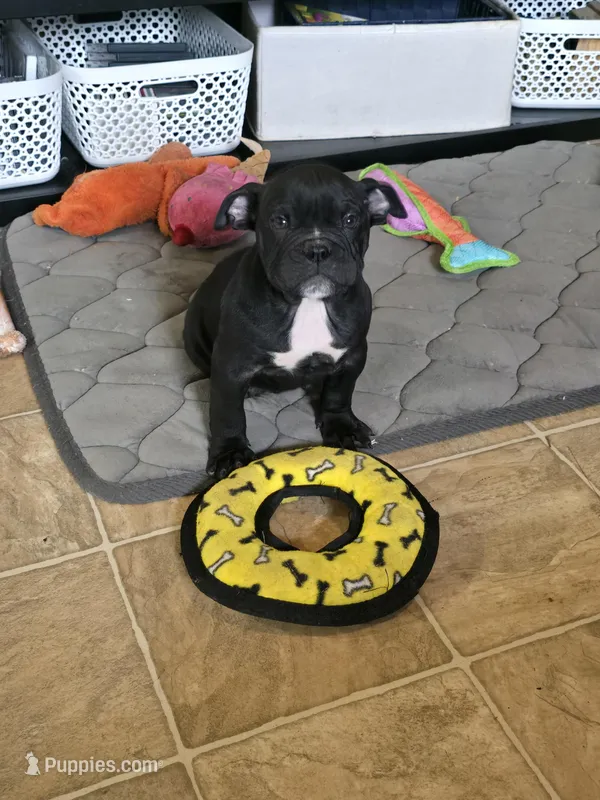 Shady – Olde English Bulldogge puppy for sale in Roanoke, VA