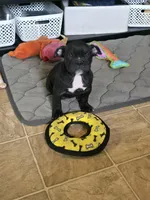 Shady, a female Olde English Bulldogge for sale in Roanoke, VA – Photo 2 of 5