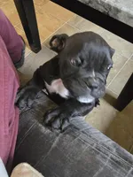 Shady, a female Olde English Bulldogge for sale in Roanoke, VA – Photo 1 of 5