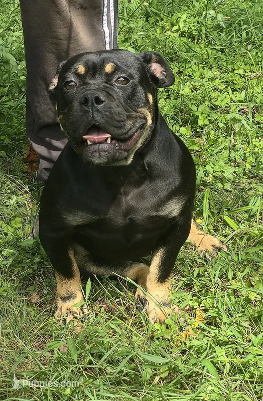 Sambuca  – Olde English Bulldogge puppy for sale in Roanoke, VA