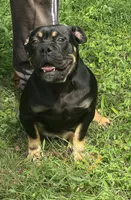 Sambuca , a female Olde English Bulldogge for sale in Roanoke, VA – 1 of 4