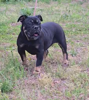Sambuca , a female Olde English Bulldogge for sale in Roanoke, VA – 3 of 4