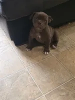 Mocha Mae , a female Olde English Bulldogge for sale in Roanoke, VA – 3 of 6
