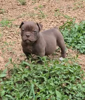 Mocha Mae , a female Olde English Bulldogge for sale in Roanoke, VA – 4 of 4