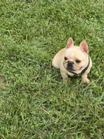Tater, a female French Bulldog for sale in Roanoke, VA – 2 of 7