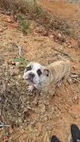 Carlos, a male Olde English Bulldogge for sale in Roanoke, VA – Photo 1 of 6