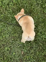 Tater, a female French Bulldog for sale in Roanoke, VA – 4 of 7