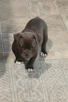 Mocha Mae , a female Olde English Bulldogge for sale in Roanoke, VA – 6 of 6
