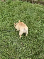 Tater, a female French Bulldog for sale in Roanoke, VA – 7 of 7