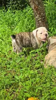 Chesty, a male Olde English Bulldogge for sale in Roanoke, VA – Photo 7 of 7