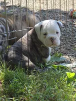 Chesty, a male Olde English Bulldogge for sale in Roanoke, VA – Photo 1 of 7
