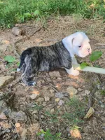 Chesty, a male Olde English Bulldogge for sale in Roanoke, VA – Photo 3 of 7